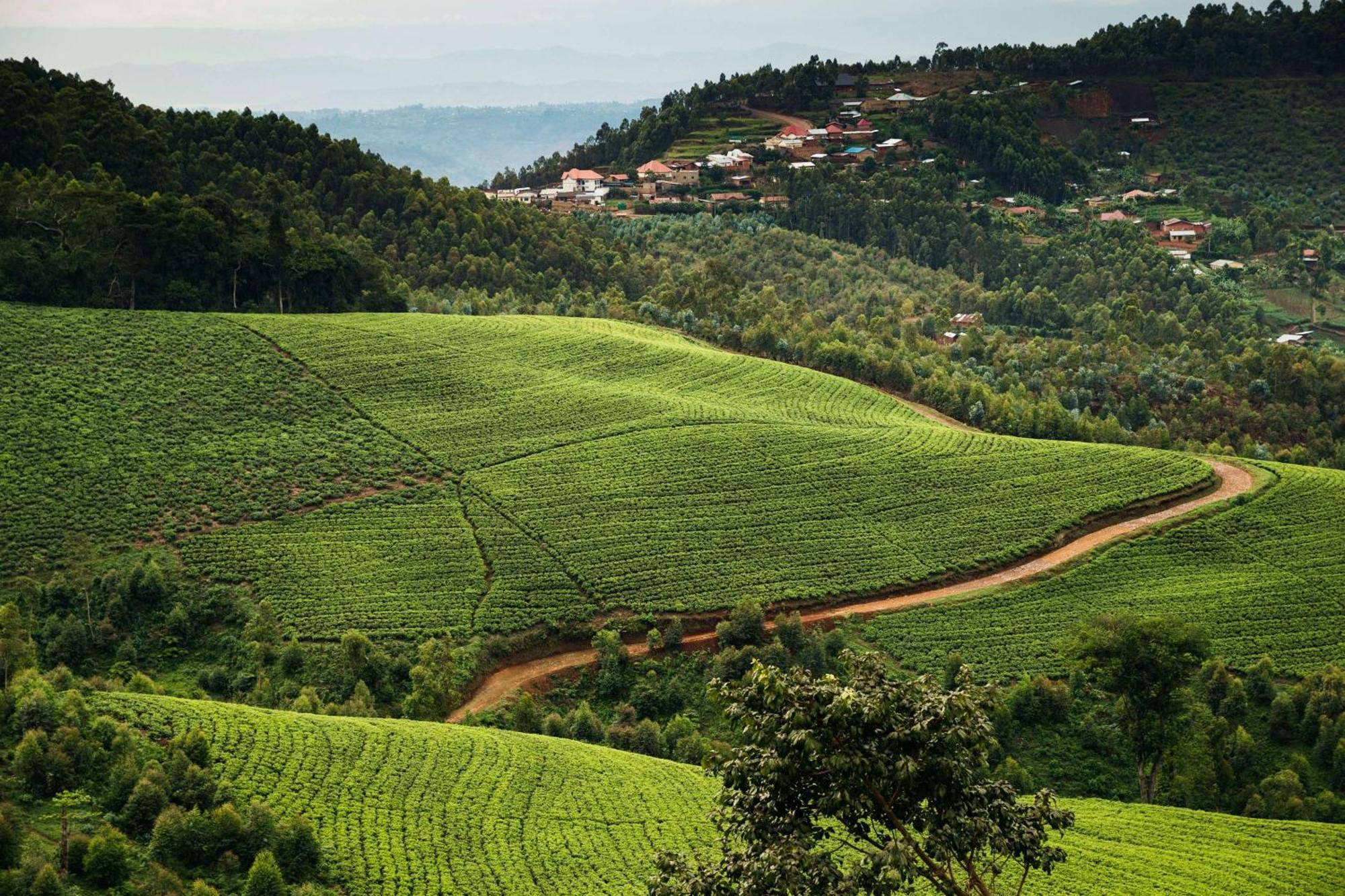 RwumbaOne&Only Nyungwe House别墅 外观 照片