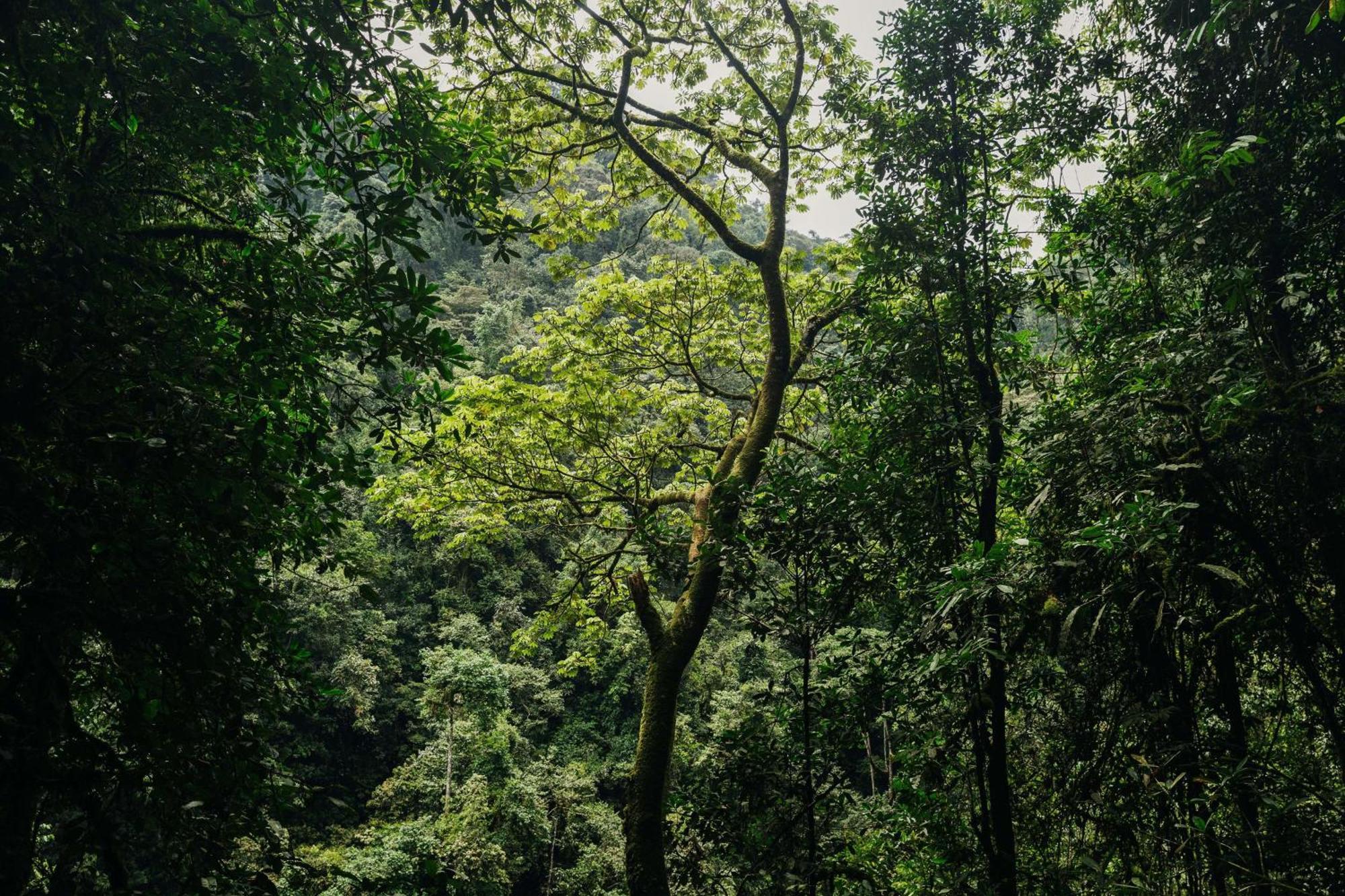RwumbaOne&Only Nyungwe House别墅 外观 照片