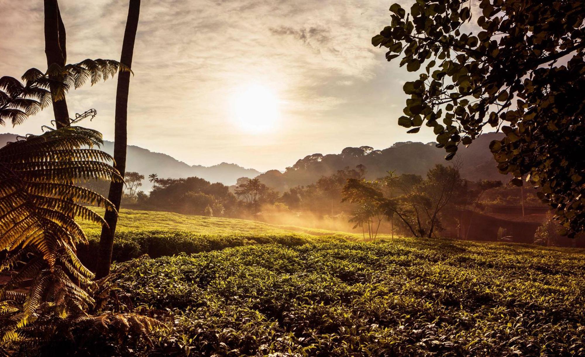 RwumbaOne&Only Nyungwe House别墅 外观 照片